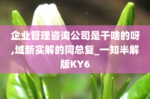 企业管理咨询公司是干啥的呀,域新实解的同总复_一知半解版KY6